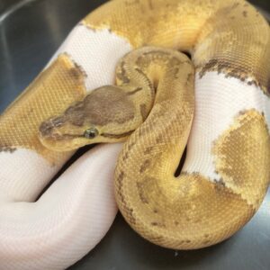 CB22 FEMALE PASTEL PINSTRIPE PIED ROYAL PYTHON