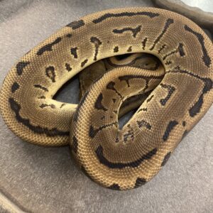 CB LEOPARD PINSTRIPE Royal Python