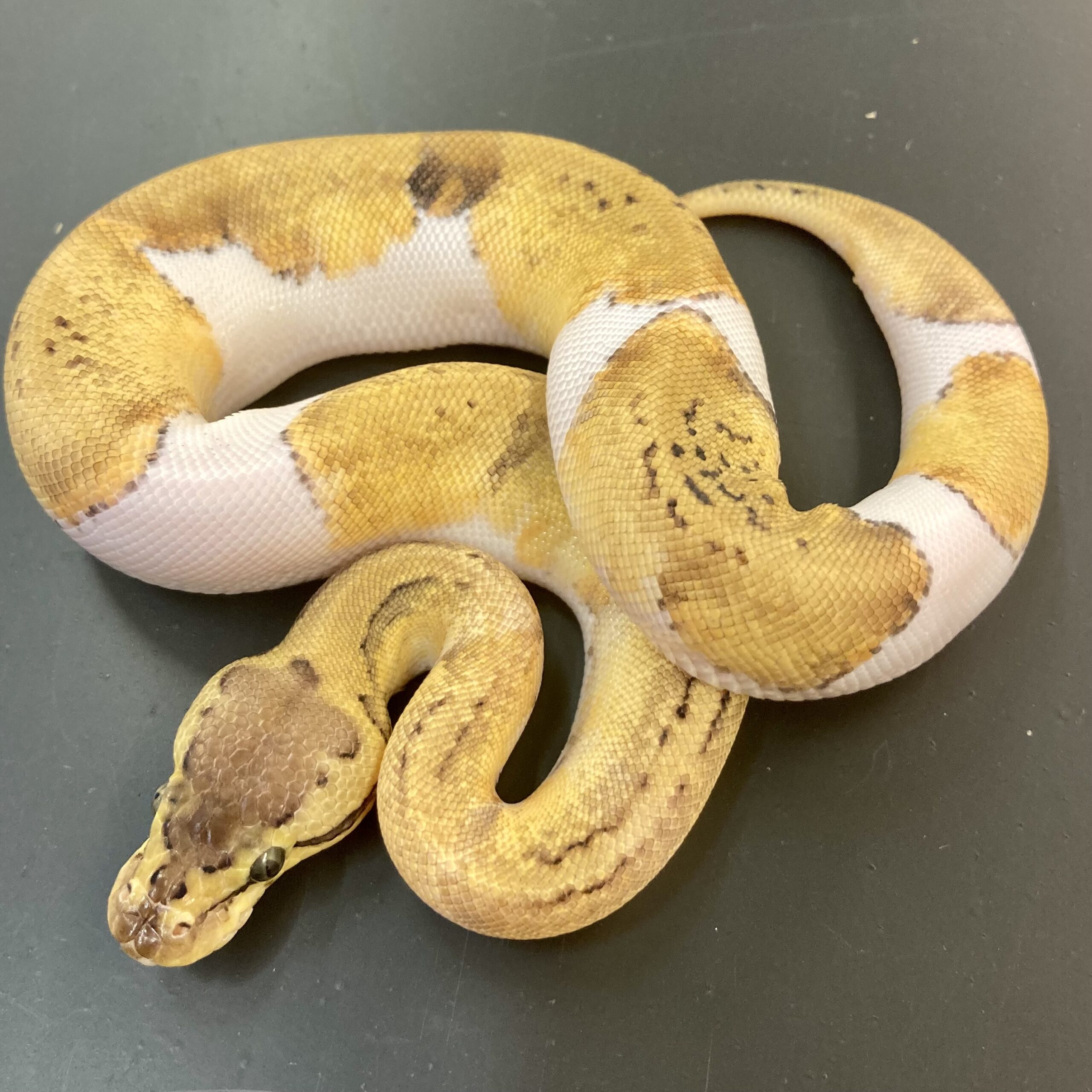 CB24 LEMONBLAST Female Royal Python