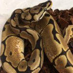 CB LEOPARD Yellow Belly Royal Python