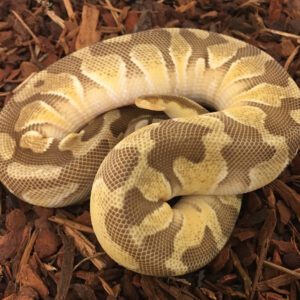 CB21 MALE PASTEL ENCHI LESSER Y/B Royal Python