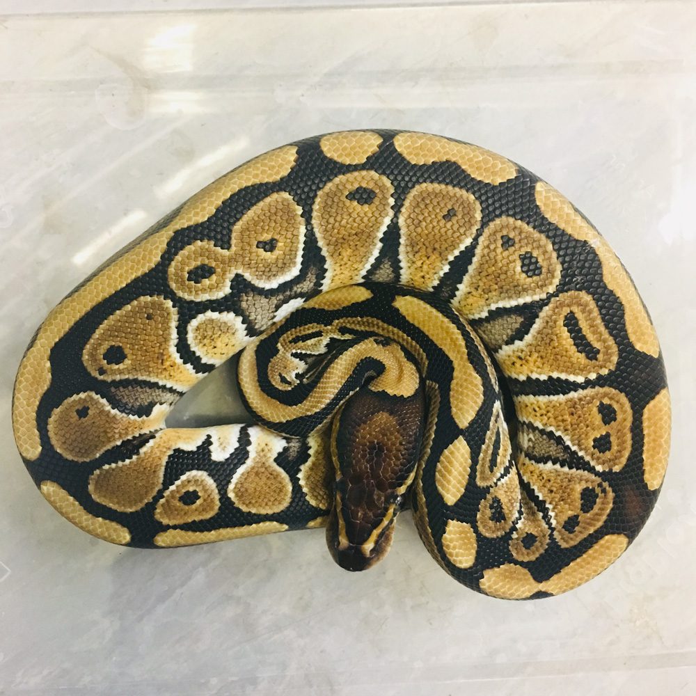 CB22 SPOT NOSE Royal Python CB22 SPOT NOSE Royal Python