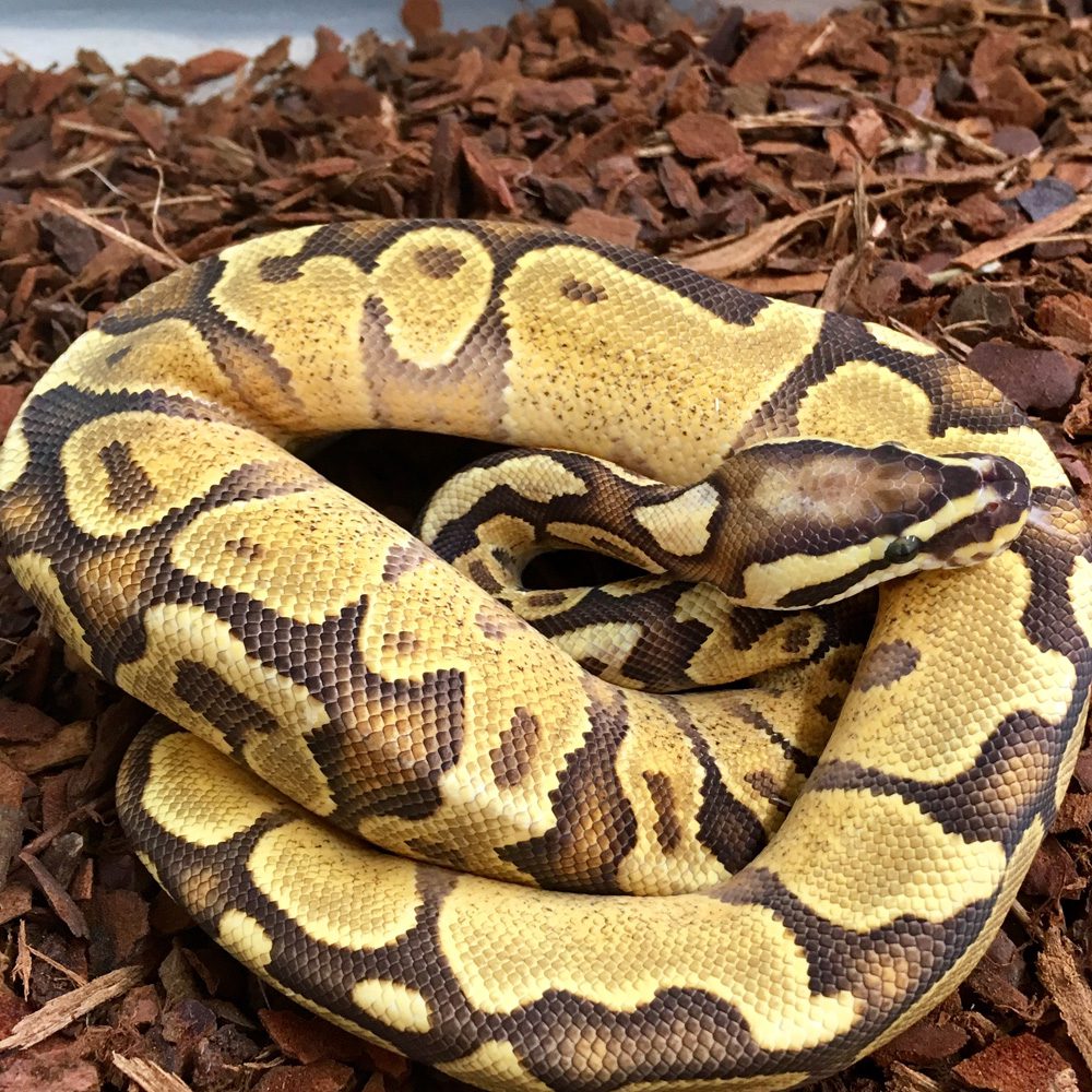 CB21 FEMALE SUGAR FIRE Royal Python