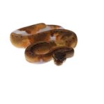 CB25 PINSTRIPE PIED Royal Python