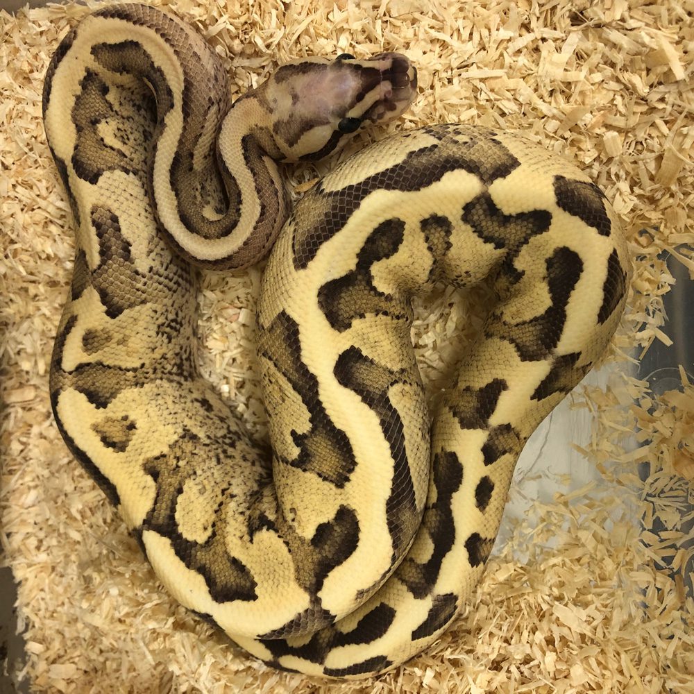 CB23 MOJAVE PIED Royal Python