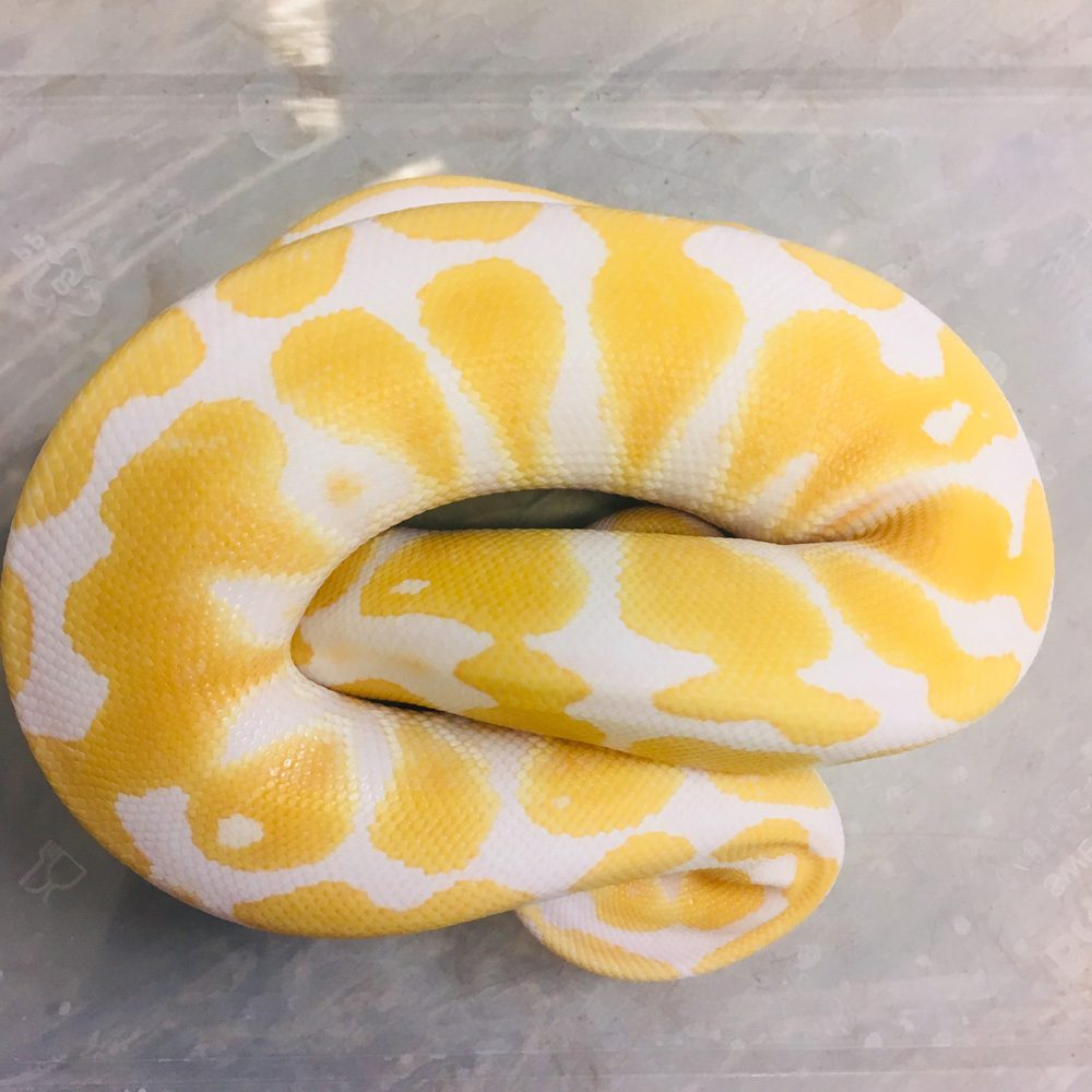 CB23 ALBINO HET PIED COMBO Royal Python