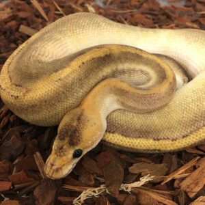 CB21 MALE CHAMPAGNE SUPER PASTEL LESS Royal Python