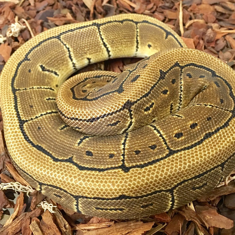 CB PINSTRIPE Royal Python