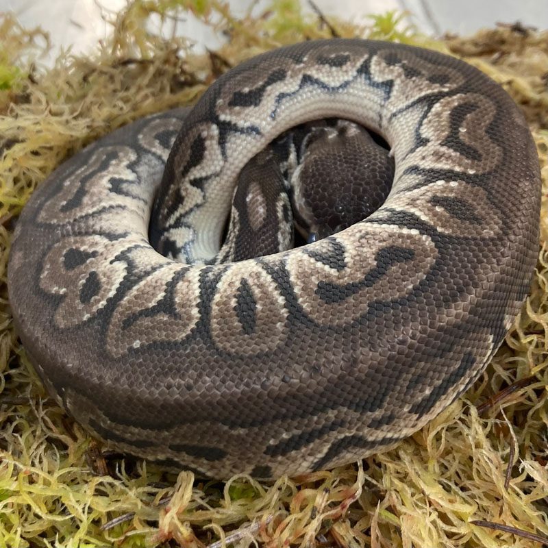 CB21 MALE PEWTER HET GHOST Royal Python