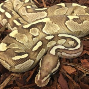 CB23 FIRE ENCHI MOJAVE WOMA Royal Python
