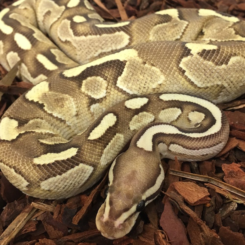 CB23 FIRE ENCHI MOJAVE WOMA Royal Python
