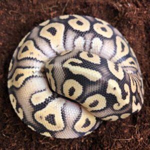 CB21 MALE SUPER PASTEL PHANTOM PIN Royal Python