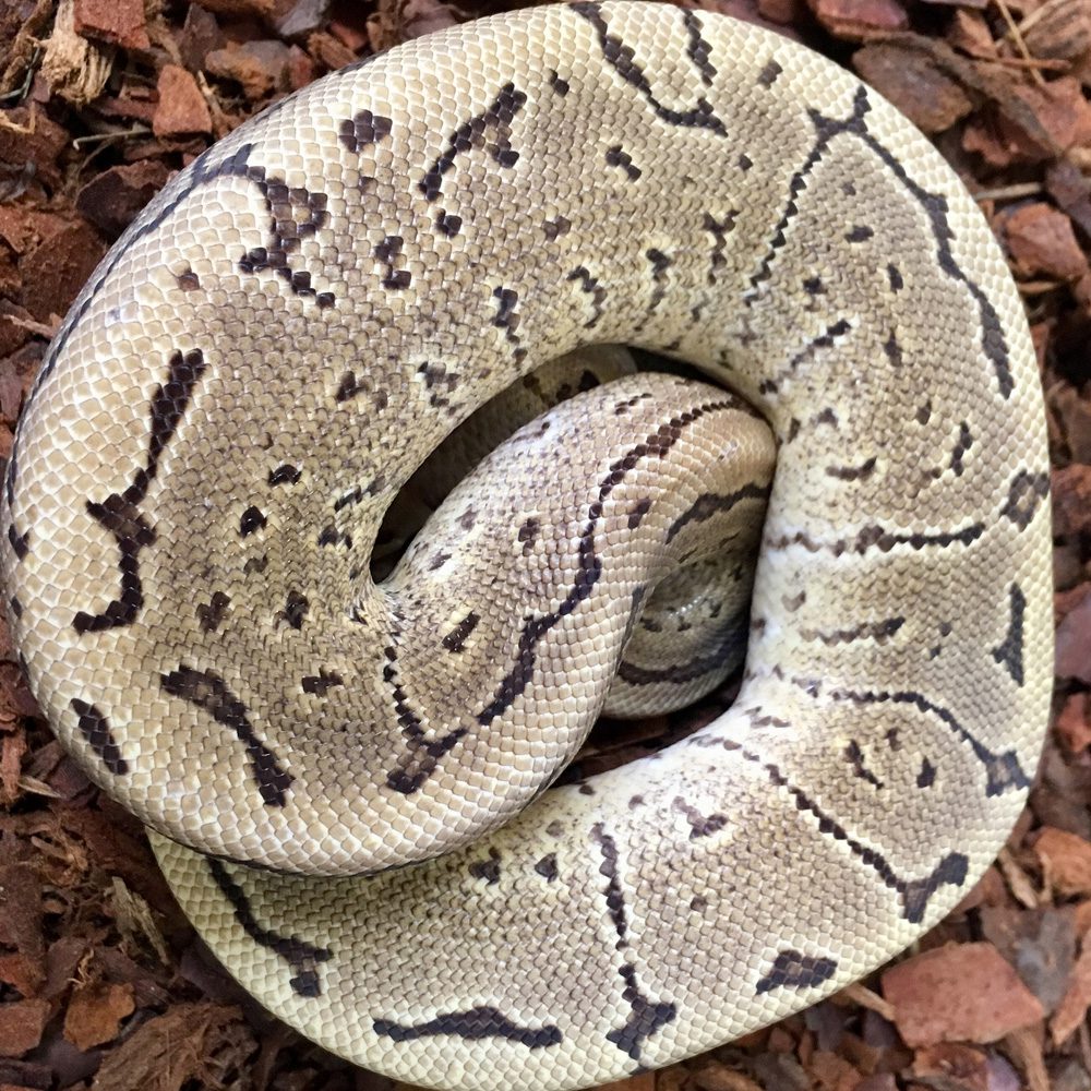 CB22 MALE PINSTRIPE Het ALBINO Royal Python CB22 MALE PINSTRIPE Het ALBINO Royal Python