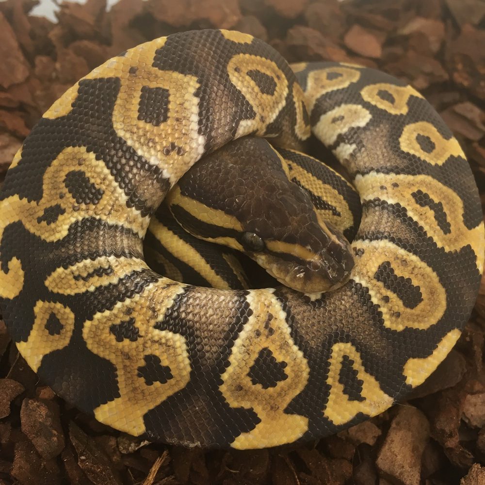 CB24 PHANTOM Royal Python