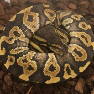 CB23 PHANTOM PIED Royal Python