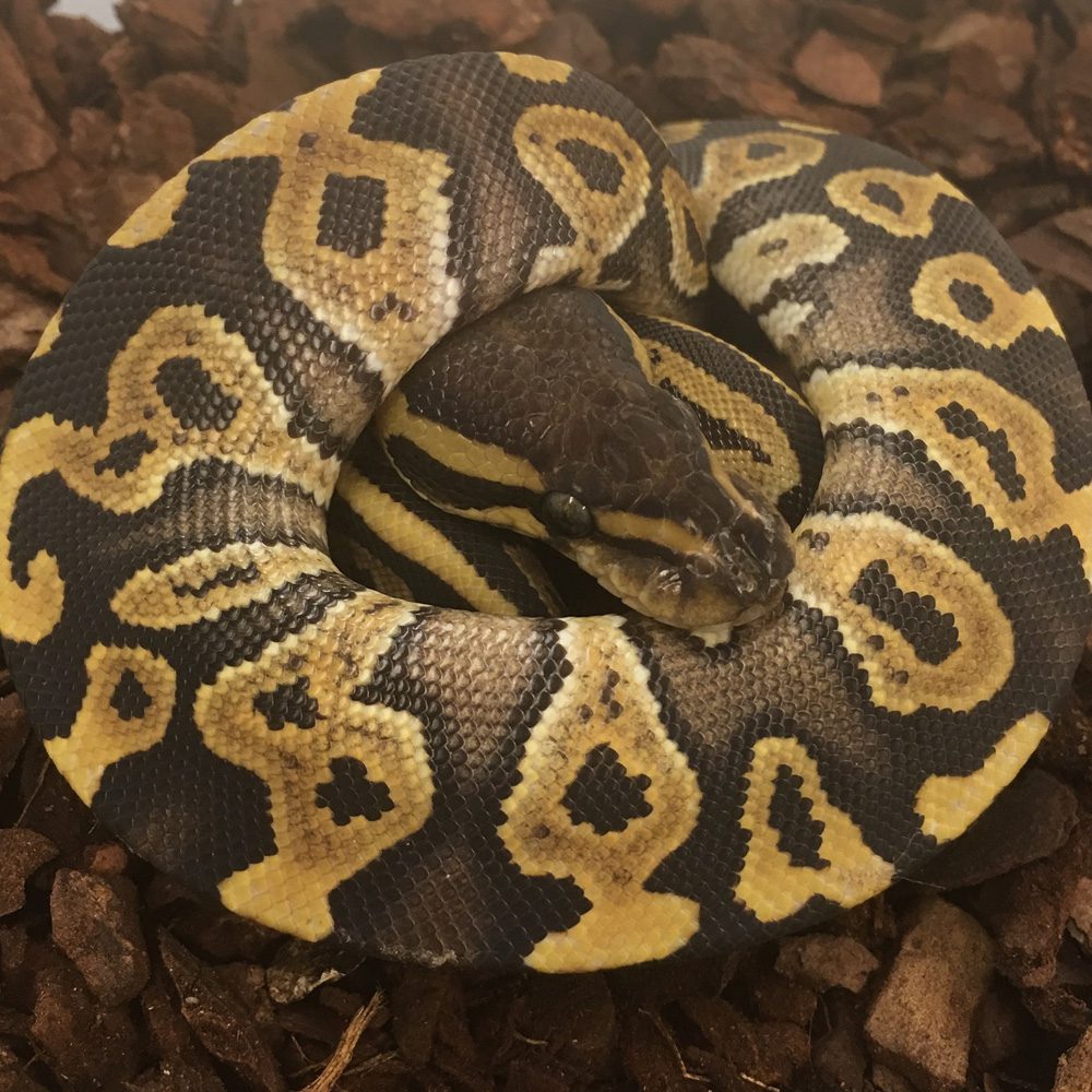 CB23 PHANTOM PIED Royal Python CB23 PHANTOM PIED Royal Python