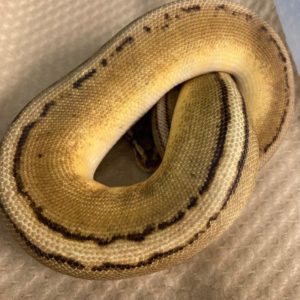 CB21 MALE PASTEL G-STRIPE Royal Python