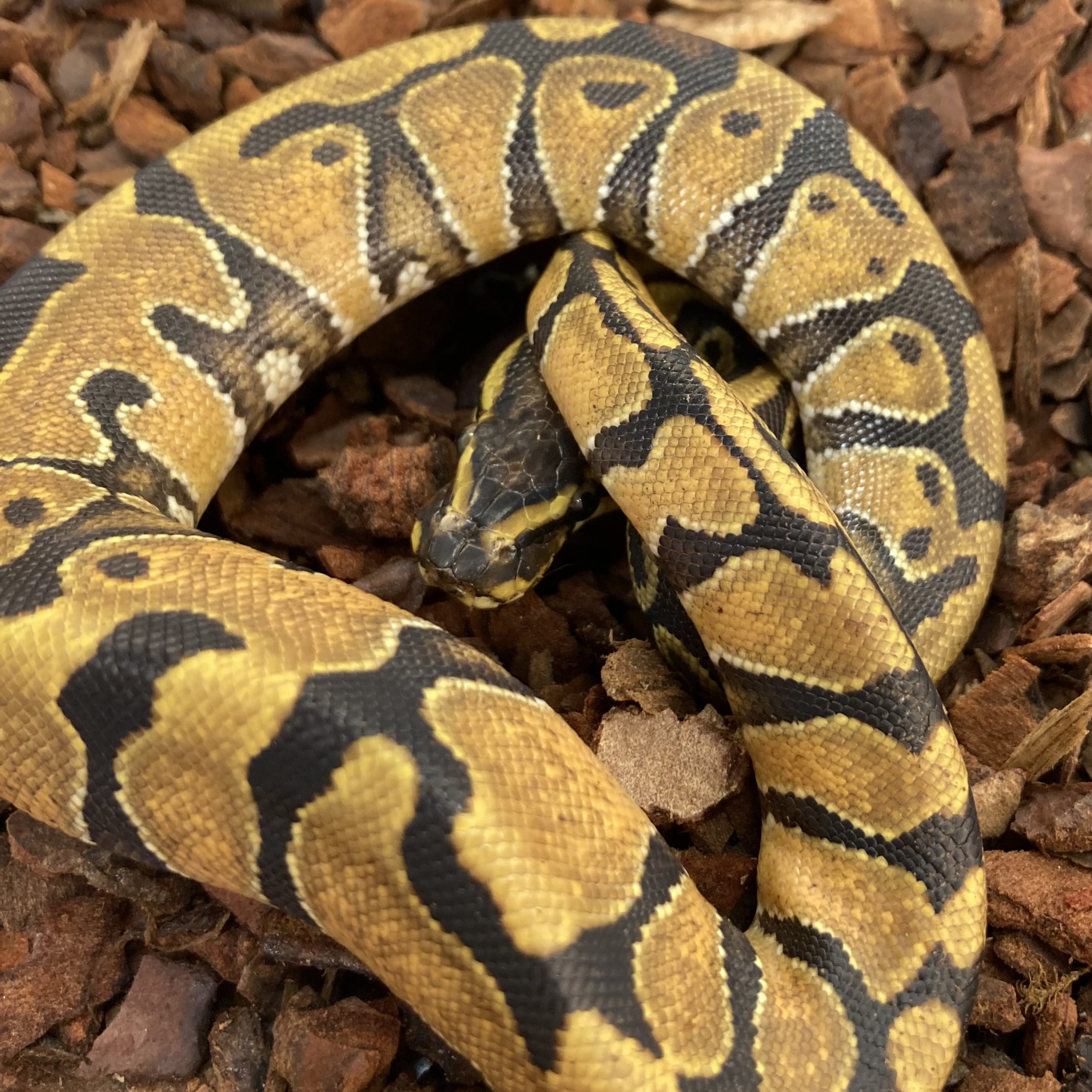 CB23 MALE ENCHI Royal Python