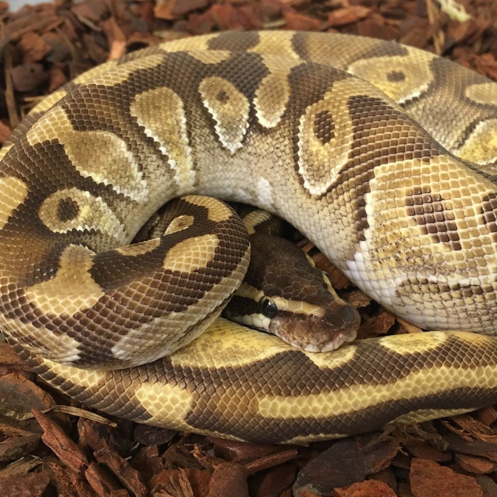 CB24 ENCHI LEOPARD PIED Royal python