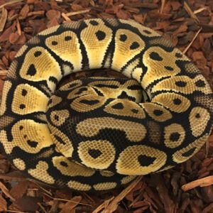 CB23 FEMALE PASTEL Royal Python