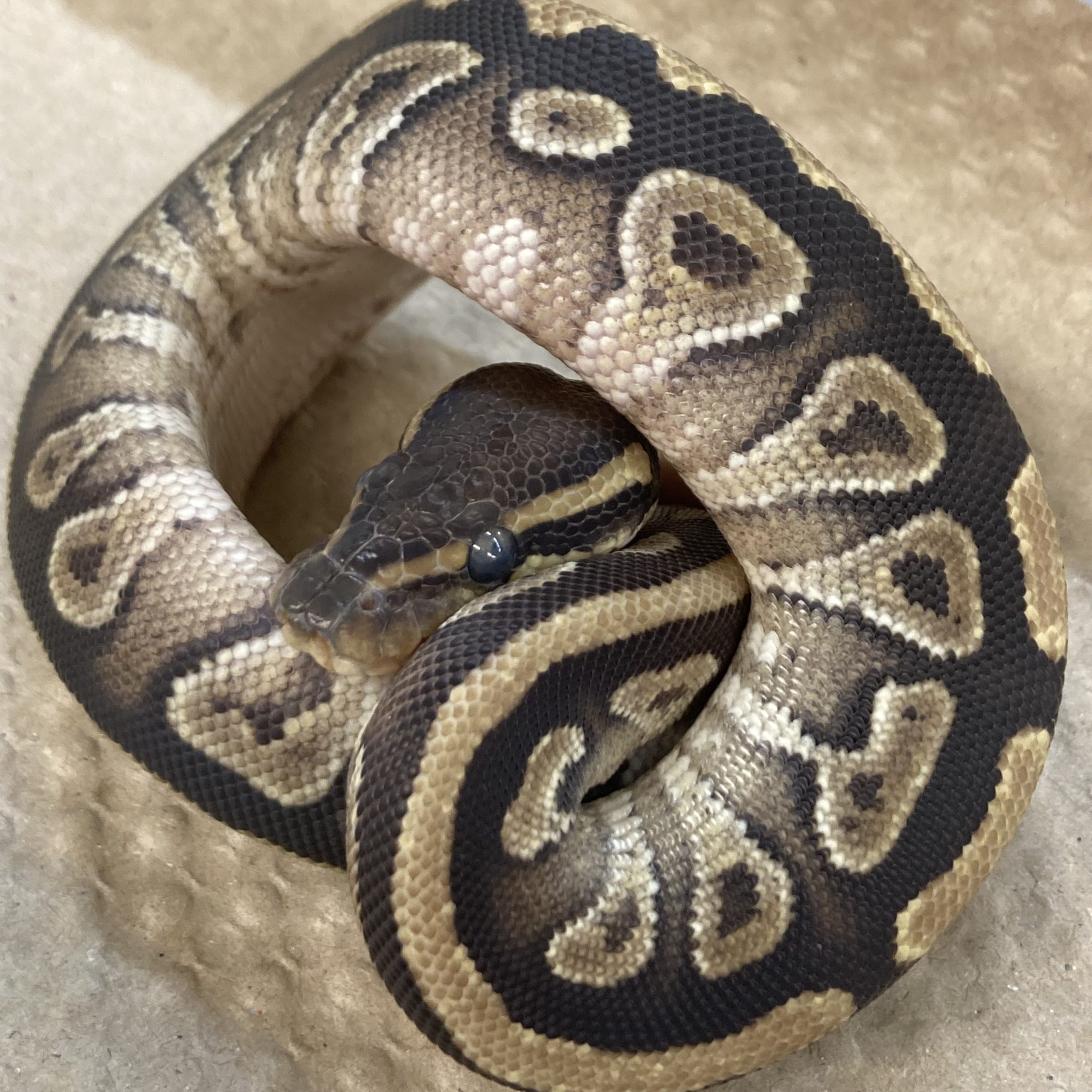 CB22 FEMALE PHANTOM LEOPARD Royal Python