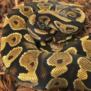 CB23 FEMALE YELLOW BELLY MOJAVE Royal Python