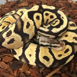 CB SUPER PASTEL Royal Python