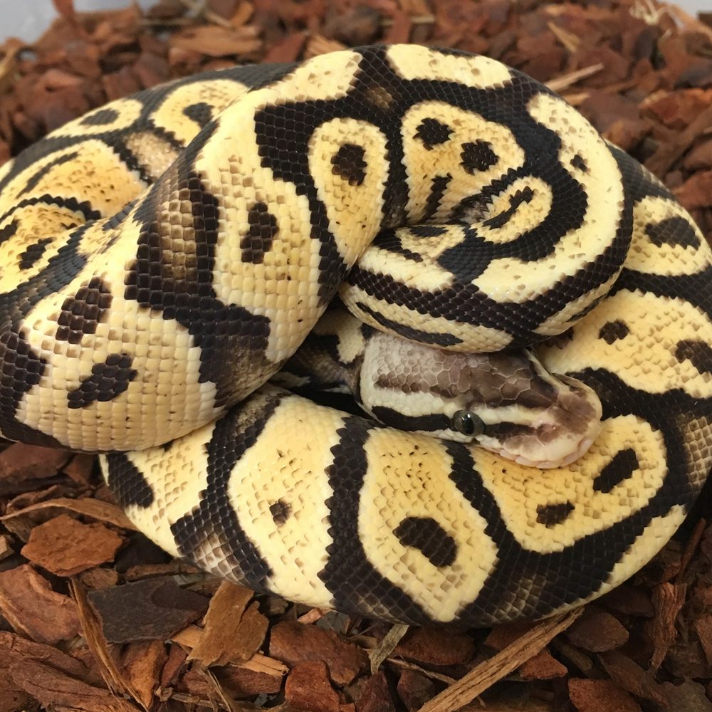 CB SUPER PASTEL Royal Python