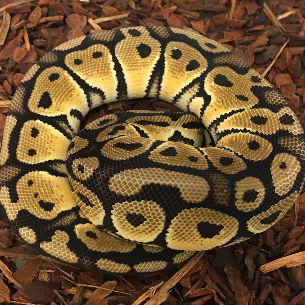 CB PASTEL SPECIAL Royal Python