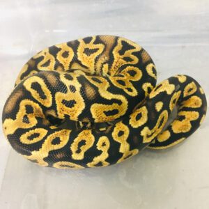 CB21 MALE PASTEL Y/B HET GHOHST Royal Python