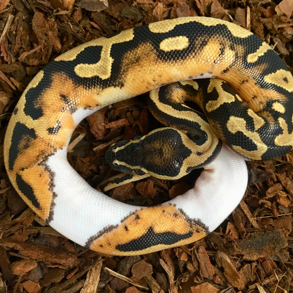 CB23 PIED Royal Python