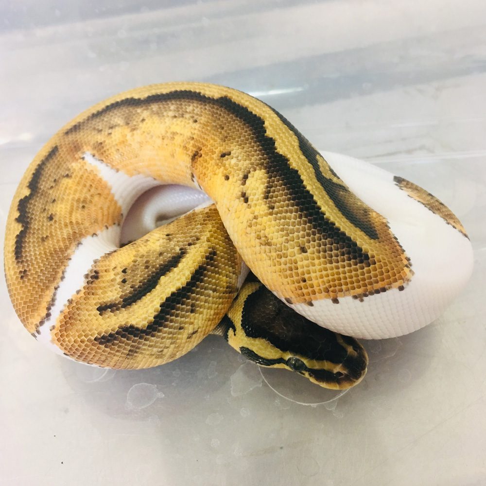 CB21 MALE PASTEL DISCO SUGAR Royal Python
