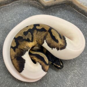 CB22 FEMALE HI-WHITE PIED Royal Python