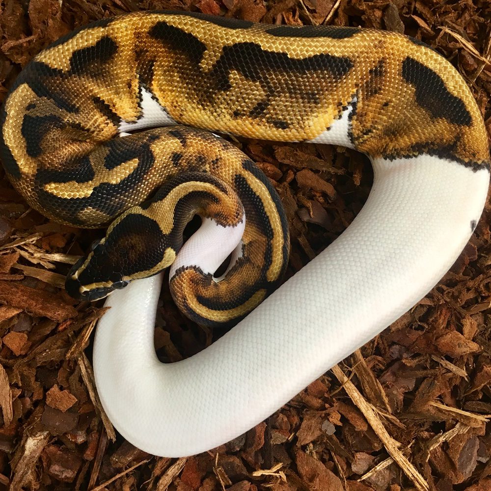 CB23 SPECIAL PIED Royal Python