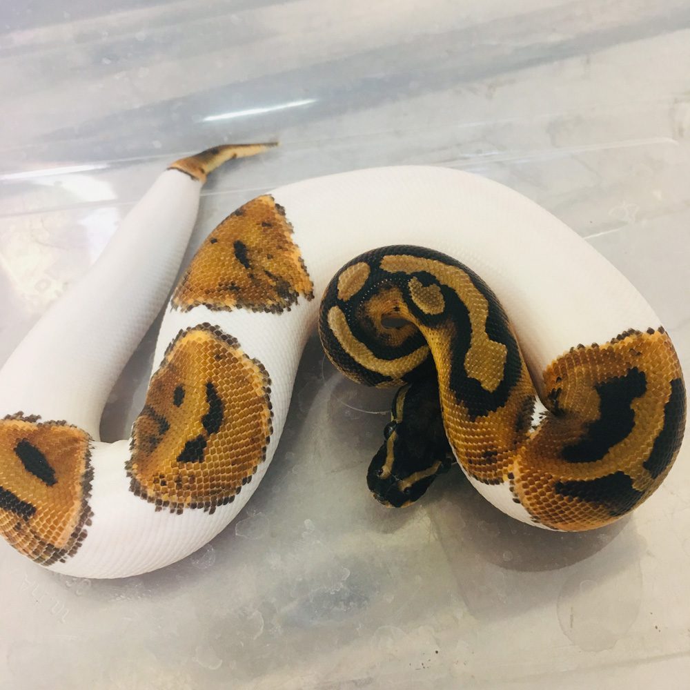 CB Grown on LOW PIED Royal Python