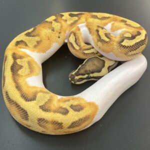 CB23 ENCHI FIRE PIED Royal Python