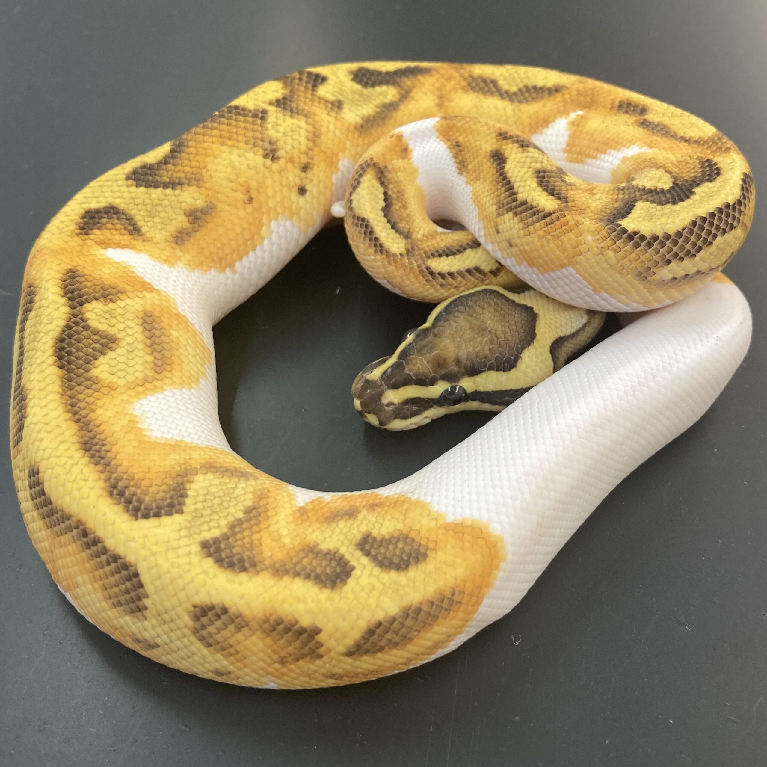 CB23 ENCHI FIRE PIED Royal Python
