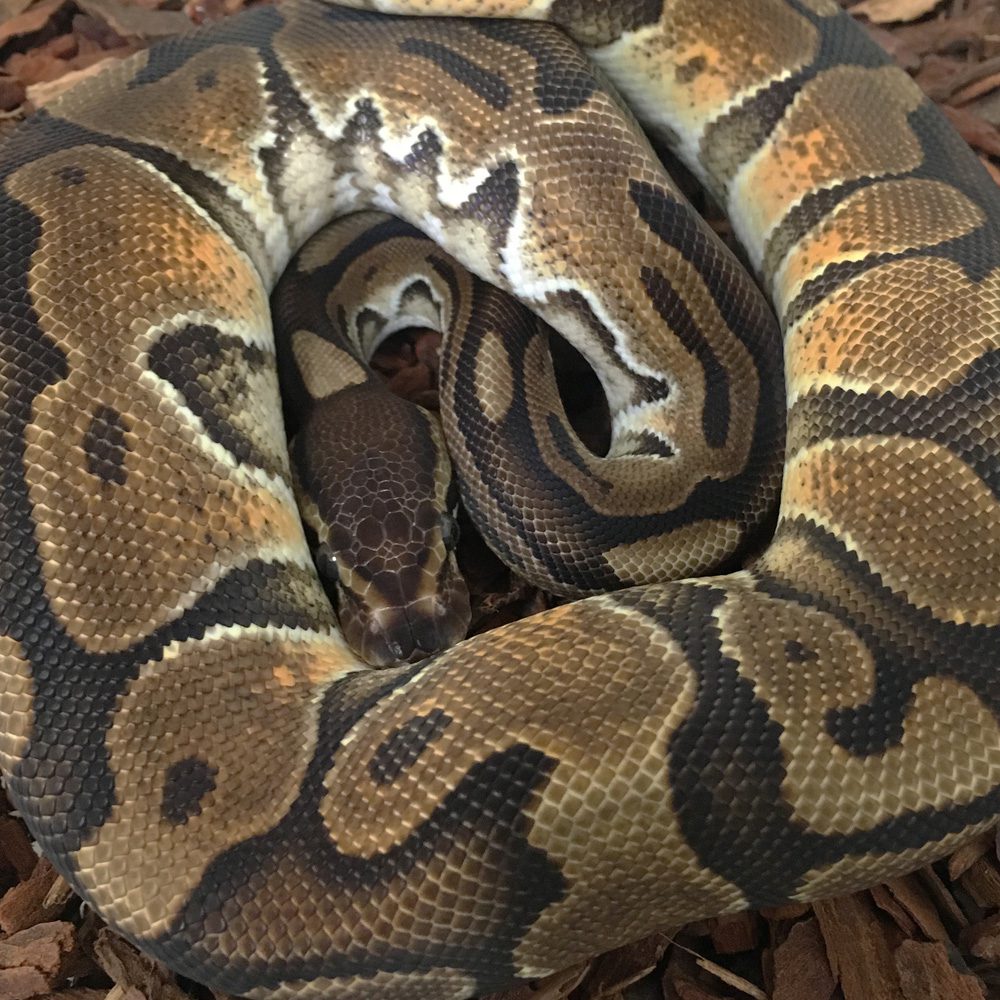 CB21 MALE BLACK PASTEL ENCHI HET GHOST Royal