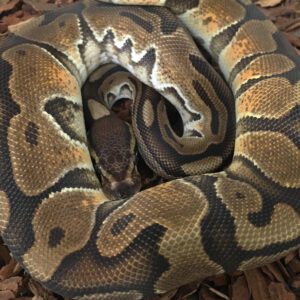CB21 MALE BLACK PASTEL ENCHI HET GHOST Royal
