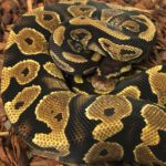 CB25 YELLOW BELLY Royal Python