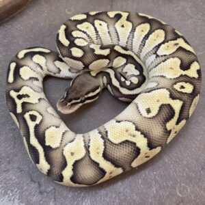 CB24 LESSER Royal Python