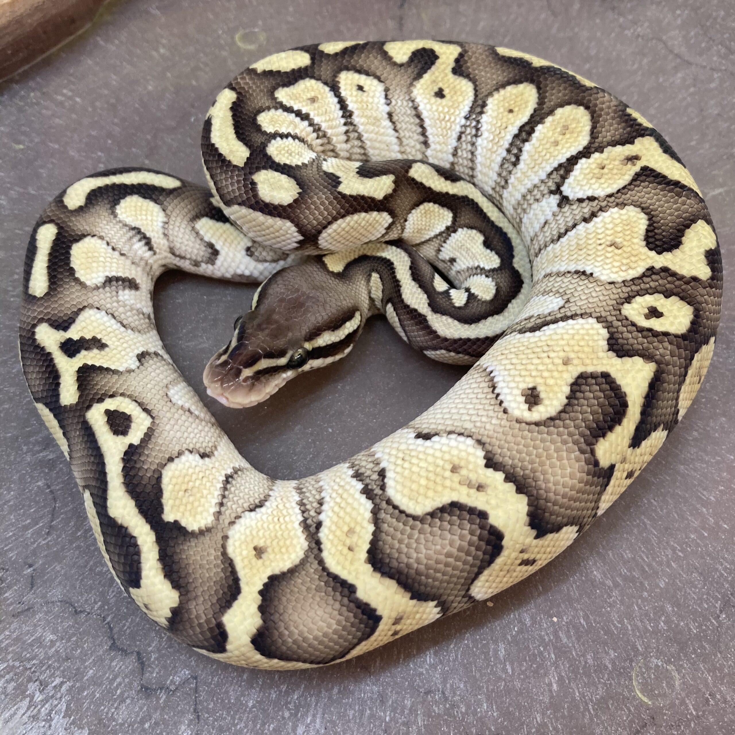 CB24 LESSER Royal Python