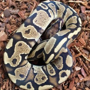 CB Male FIRE YELLOW BELLY Royal Python