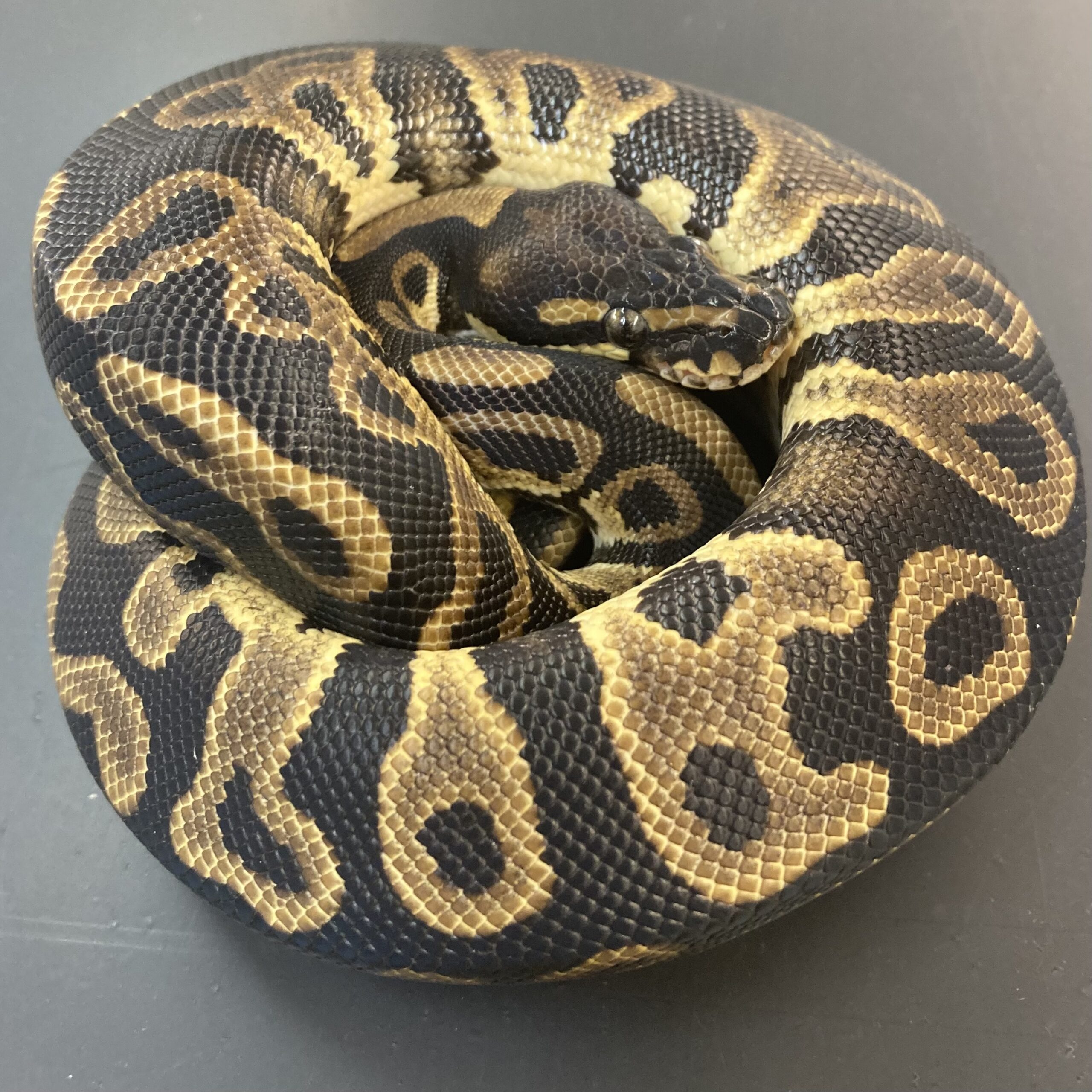 CB23 LEOPARD HET ALBINO PIED Royal Python