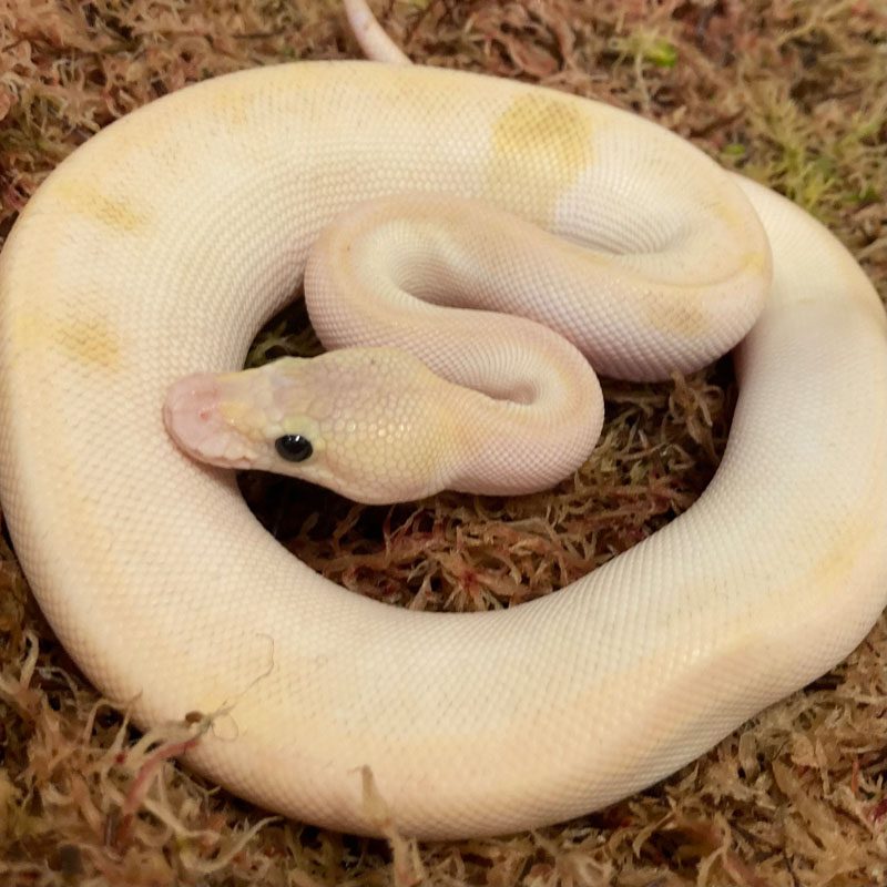 CB21 FEMALE SUPER PASTEL CHAMP LESSER Royal Python