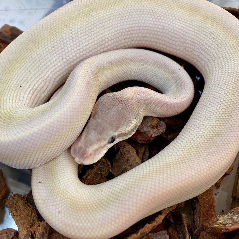 CB21 MALE SUPER MOJAVE HET GHOST Royal Python