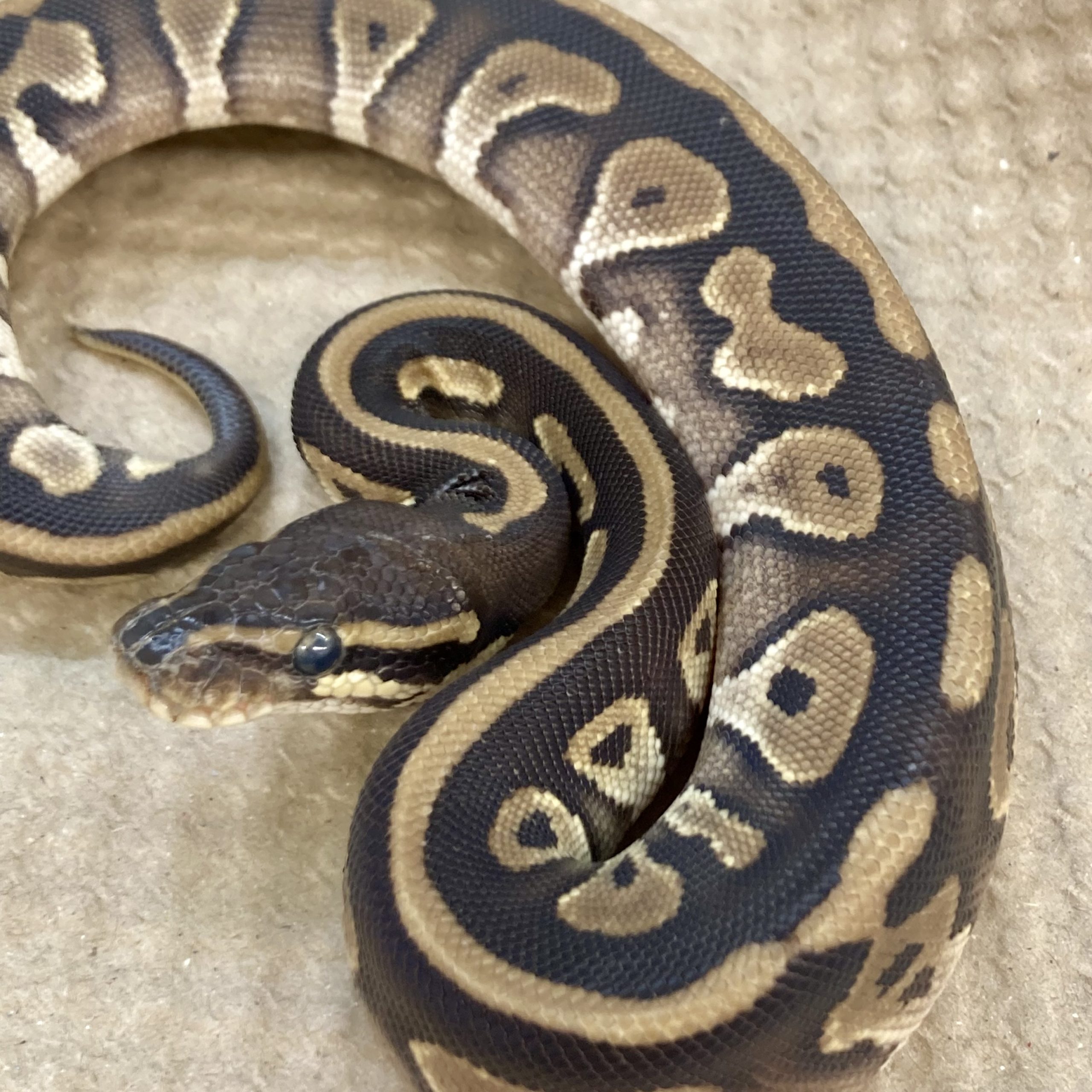 CB22 MALE MOJAVE LEOPARD Royal Python