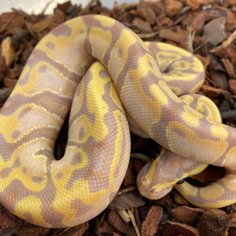 CB21 MALE BANANA PASTEL Royal Python