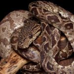 CB24 Amazon Tree Boa