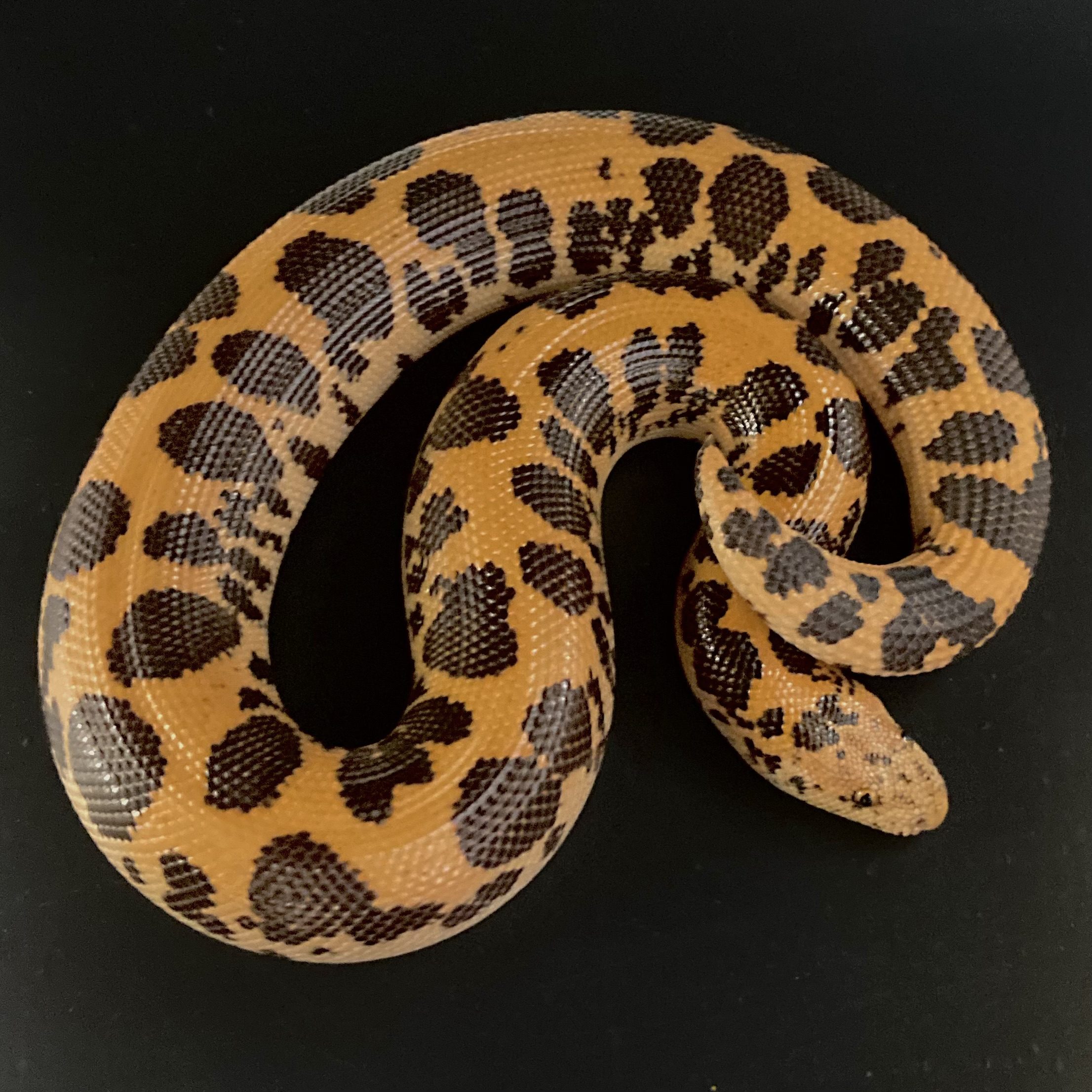 CB22 High Red Pure Cal Flame Kenyan Sand Boa